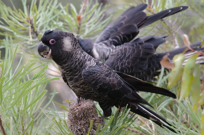 Ralph Green - Carnaby's black cockatoo - Attribution-NonCommercial-NoDerivs 2.0 Generic (CC BY-NC-ND 2.0)
