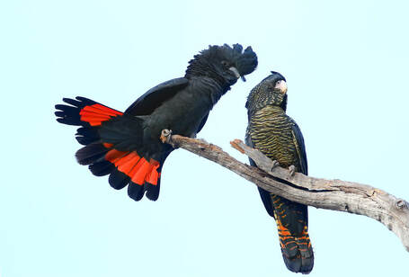 Red-tailed black cockatoos- Eddy Lee - https://www.flickr.com/photos/lonesomecrow